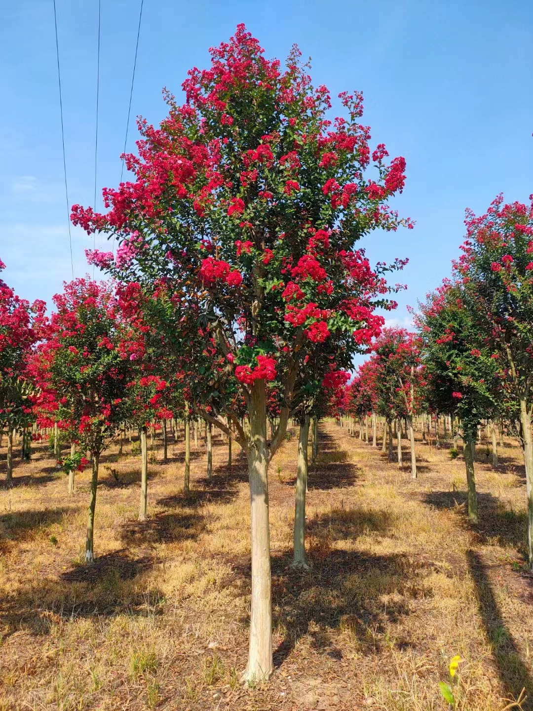 基地直销 3到15公分红火箭紫薇 美国紫薇 量大从优-阿里巴巴