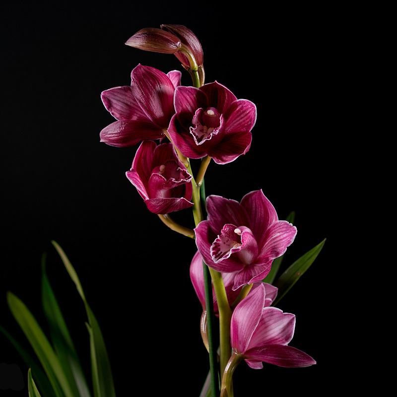 浓香型中国红 四季开花建兰室内客厅办公室绿植盆栽植物花卉