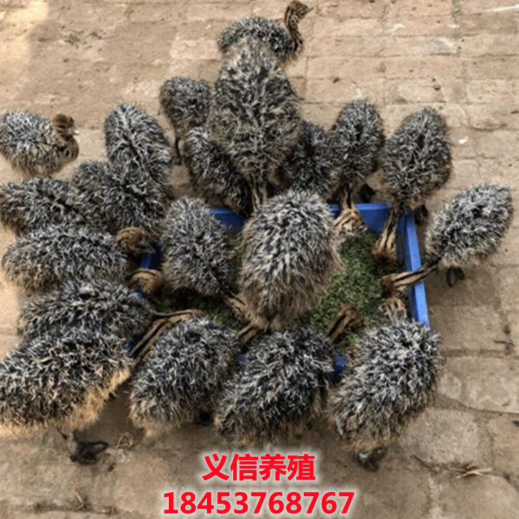 鸵鸟苗多少钱一只 哪里有出售新鲜鸵鸟蛋 孔雀蛋 火鸡蛋 梅花鹿的