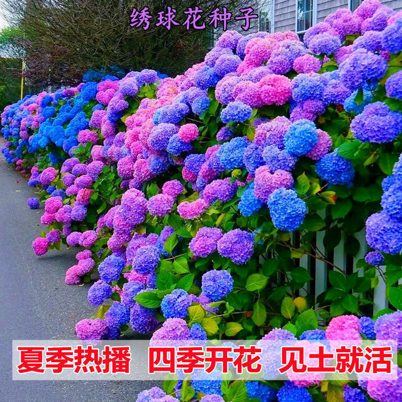 绣球花种子无尽夏绣球花花种籽子多年生花籽易活盆栽庭院四季种植