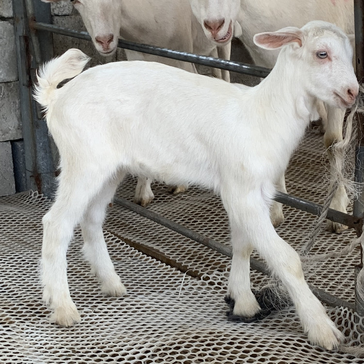 山东奶羊养殖基地