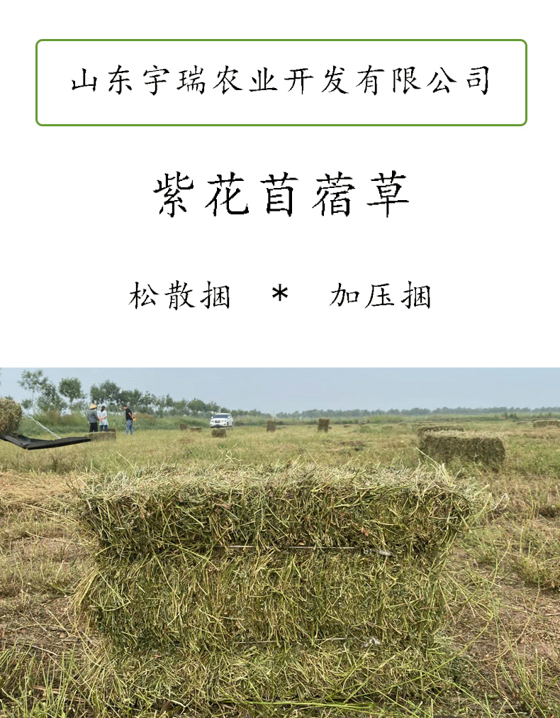 马草羊草牛草苜蓿草紫花苜蓿草苜蓿草捆加压捆大捆苜蓿草草料