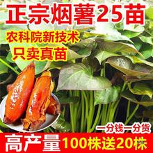烟薯号薯苗山东烟台地瓜苗种红薯苗秧农科院脱毒带根蜜薯