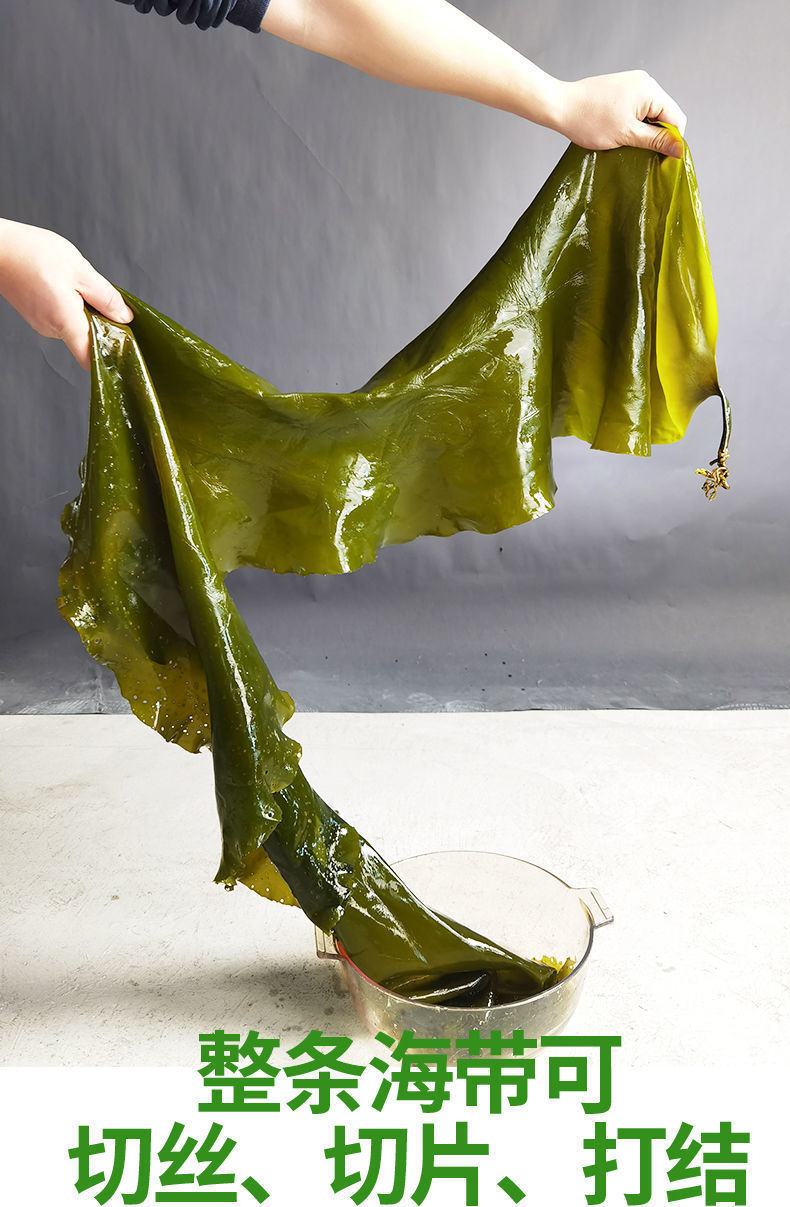 鲜嫩海带盐渍海带海带片裙带菜海白菜海藻菜凉拌菜麻辣烫火锅食材