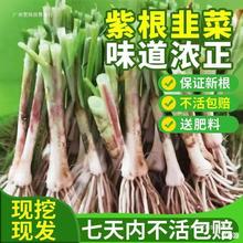 韭菜根种苗现挖紫红新韭菜根宽叶韭菜苗阳台室内四季盆栽宽叶韭菜