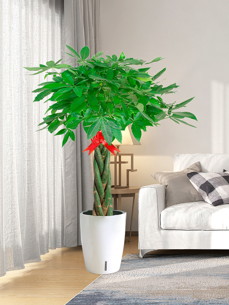 发财树客厅大盆栽办公室摆件绿植大型室内辫子发财树大颗植物