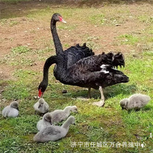 一对黑天鹅幼苗价格 种黑天鹅繁殖 出售公园 景区观赏萌宠动物