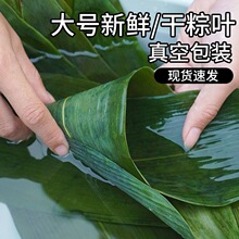 100片粽叶新鲜粽子叶包粽子端午节粽叶干大号宽箬叶铺垫