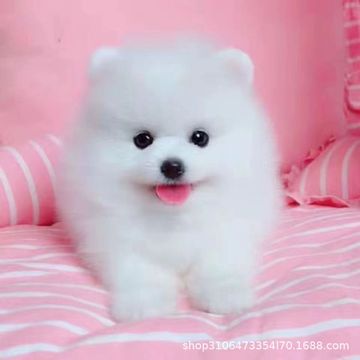 纯种博美幼犬活体出售茶杯犬长不大俊介小型犬博美家养