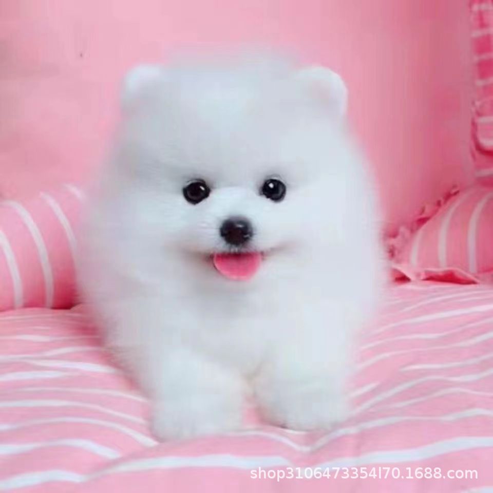 纯种博美幼犬活体出售茶杯犬长不大俊介小型犬博美家养宠物狗