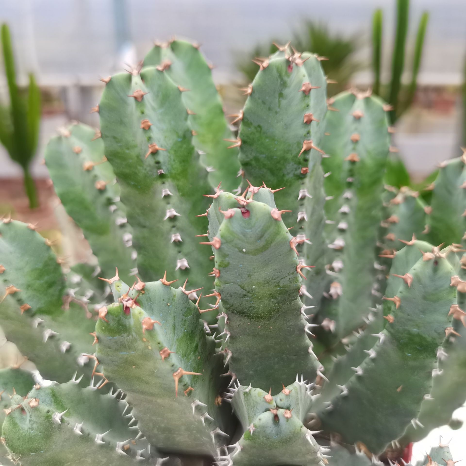 【产地直发】白角麒麟仙人掌批发仙人球批发多肉植物批发盆栽批发