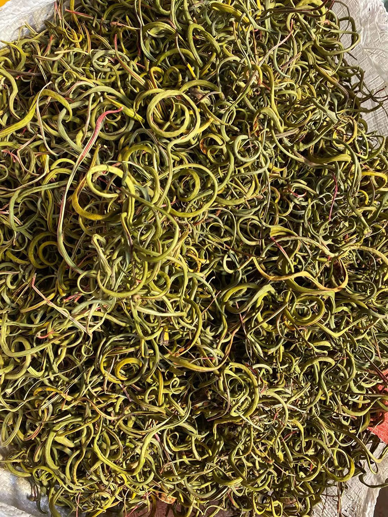 2021新货化石草肾精茶缅甸化石草中草药肾经草泡水喝肾茶大货批发