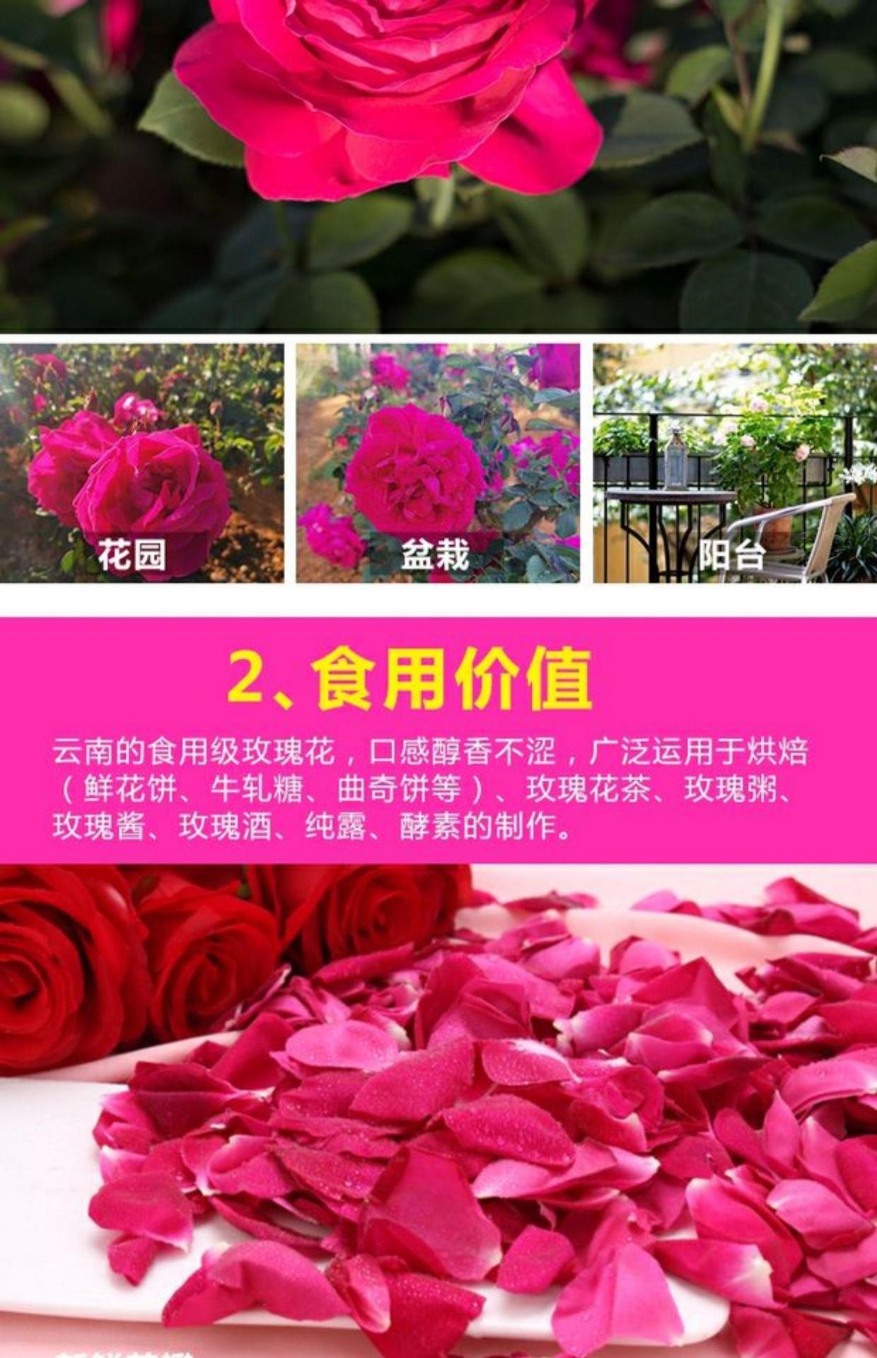 云南可食用玫瑰花苗树苗重瓣滇红墨红玫瑰盆栽大花茶花卉玫瑰花苗
