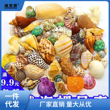 天然贝壳海螺海星套餐鱼缸装饰造景diy螺壳材料包儿童玩具漂捷限