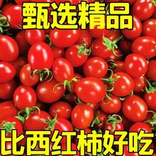 云南圣女果现摘新鲜小番茄生吃小西红柿应季水果批发