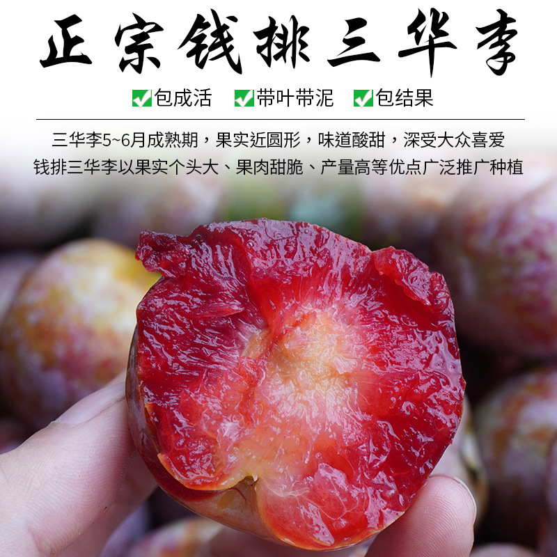 正宗钱排银妃三华李子树苗嫁接水果木盆栽地红肉蜂糖早熟三月米李