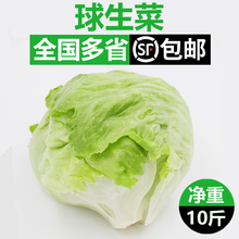 新鲜球生菜10斤 汉堡三明治用西生菜圆生菜西餐轻食沙拉蔬菜食材