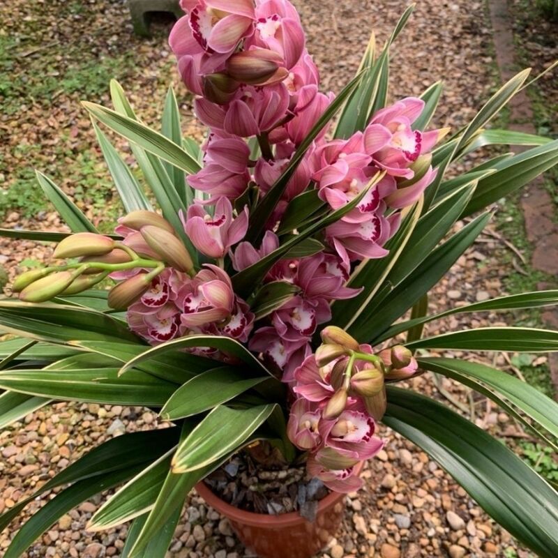 带原盆土发货 中国龙 西施 开花香 室内盆栽兰花-阿里巴巴