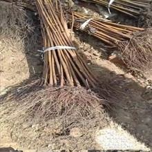 东北苗圃供应 大榛子建圃树苗地径1-3公分大榛子树苗植株健壮批发