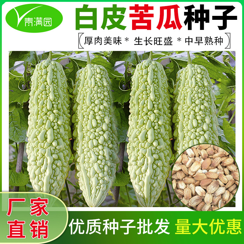 批发白玉苦瓜种子厚肉白皮苦瓜早熟产抗热抗病农田菜园种子公司
