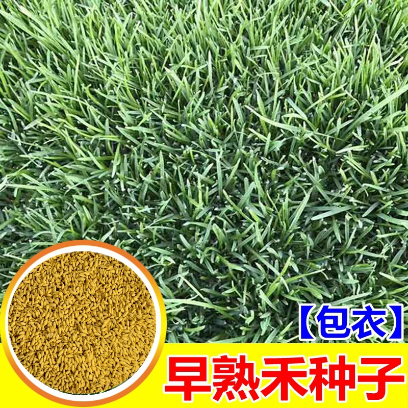 早熟禾草坪种子午夜庭院厂区公园绿化草籽草种子耐寒四季青