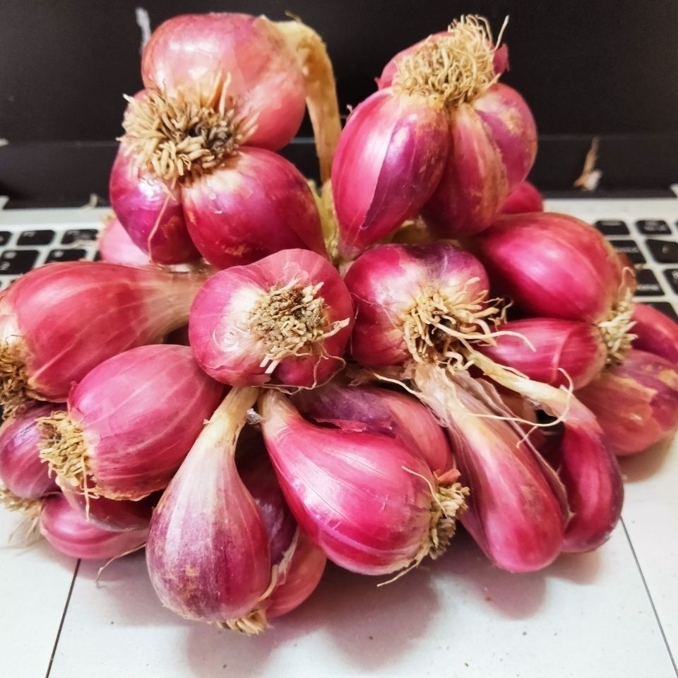 广东红葱头红皮干香葱头种子食用香料新鲜农家红葱头葱酥肉圆包邮