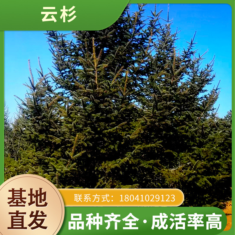 东北云杉树批发 红皮云杉 青海云杉 青扦云杉1-7米 规格全-阿里巴巴