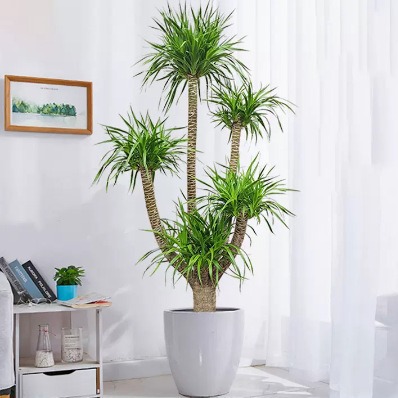 网红龙血树客厅大绿植盆栽多头龙血树室内落地好养除甲醛净化空气