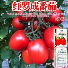 红罗成番茄种子罗马西红柿大圣女果蔬菜种籽孑阳台可盆栽庭院地栽