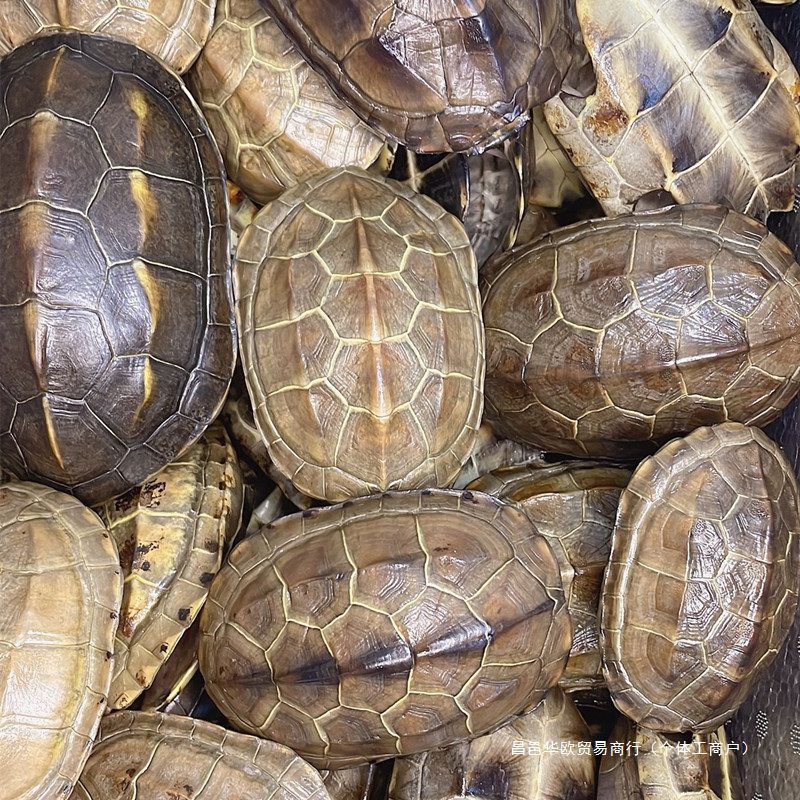 天然真乌龟壳完整龟甲文玩盘完手把件草龟壳摇六爻卦乾隆铜钱饰品