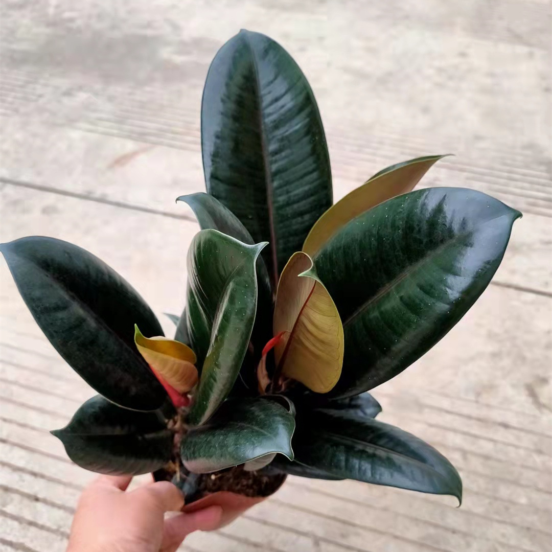 150#黑金刚橡皮树美国榕小盆栽绿植花卉办公室桌面植物一件18盆
