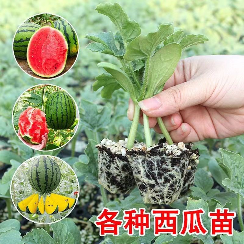 嫁接苗8424西瓜苗秧苗麒麟瓜懒汉黄皮西瓜苗四季瓜苗种植阳台庭院