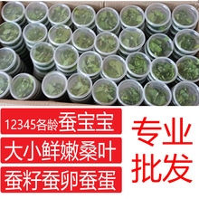 蚕宝宝桑叶喂蚕新鲜桑叶蚕卵1234龄天然彩七彩学生养蚕套装批蚕茧