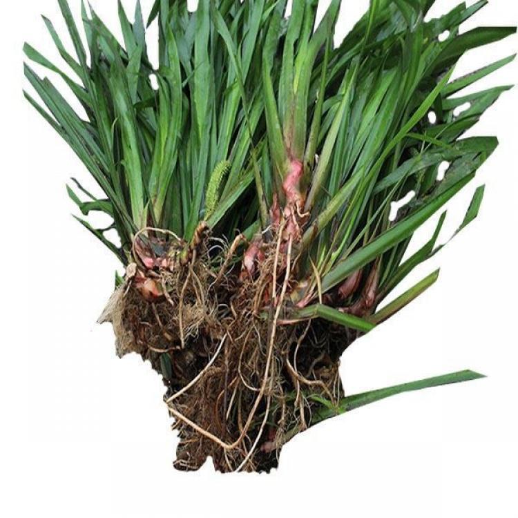 五香草贵州特产现挖新鲜山赖三奈调味火锅香料随手香茴香菖蒲餐饮