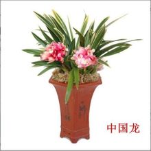 带盆土香型金边四季兰花 中国龙 矮种 建兰室内花卉