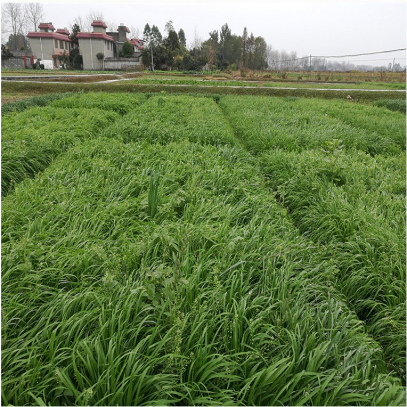 冬牧70包邮高产牧种子多年生黑麦猪马牛羊家禽家畜鱼籽-阿里巴巴