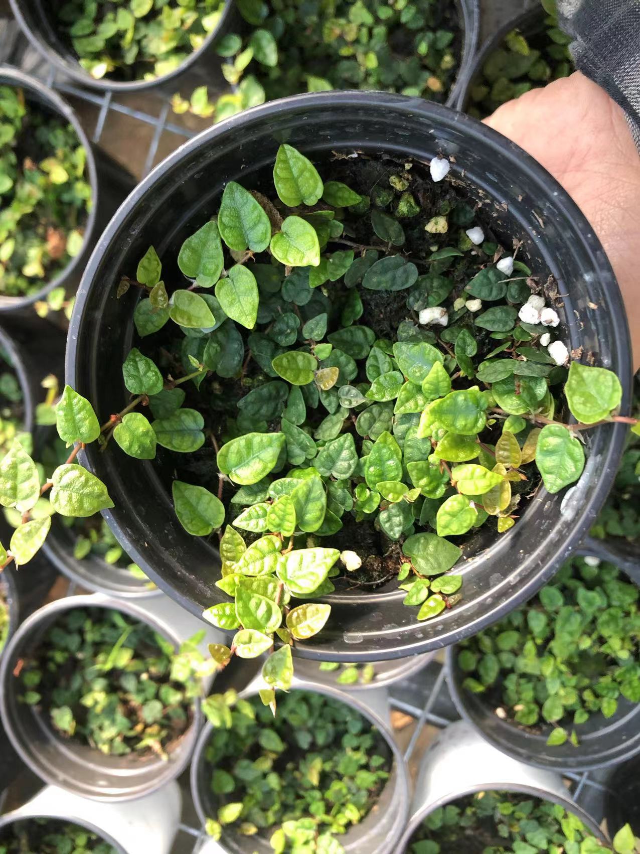 迷你心叶薜荔 袖珍迷你爬藤室外花卉热带雨林生态缸植物室内盆栽