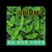 凉粉草种子特菜仙人冻仙草尖萼鱼黄草阳台蔬菜庭院四季播种种籽