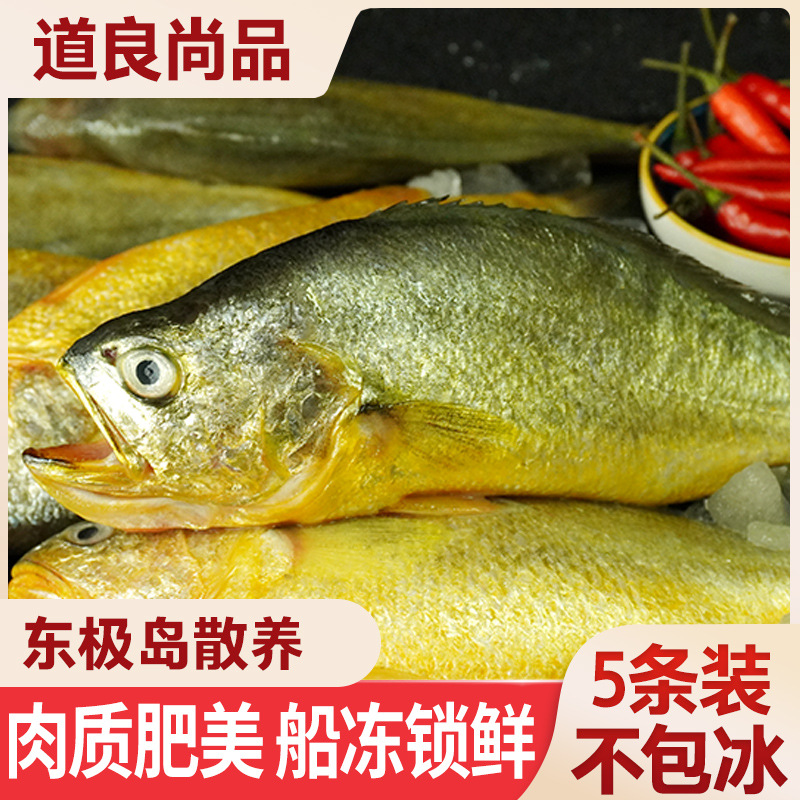 舟山东极岛半野生大黄鱼新鲜生态深海鲜活冷冻水产东海大黄花鱼