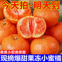 【爆甜】果冻小蜜橘雪杉蜜橘子新鲜鲜甜无核薄皮冰糖桔子当季水果
