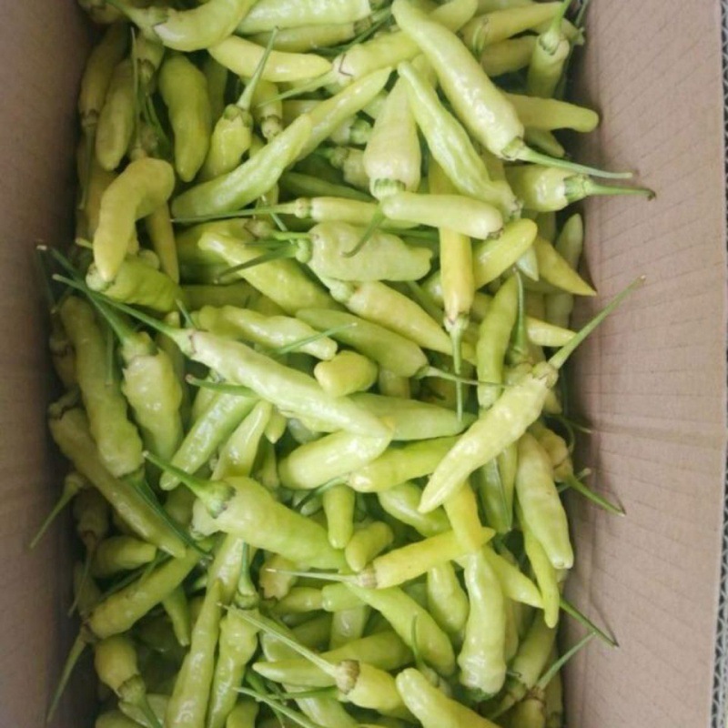 新鲜小米辣椒现摘现发云南特辣白小米椒野山椒泡椒干辣椒食品批发