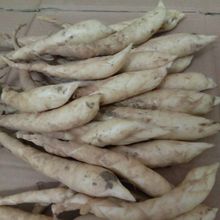 新鲜广东特产农家自种竹薯网红整箱竹芋竹根薯 煲汤食材当季_阿里巴巴