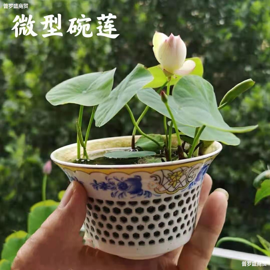 荷花小型花苞小鞭苗荷花苗藕藕水养盆栽带微型室内莲花碗莲种根茎