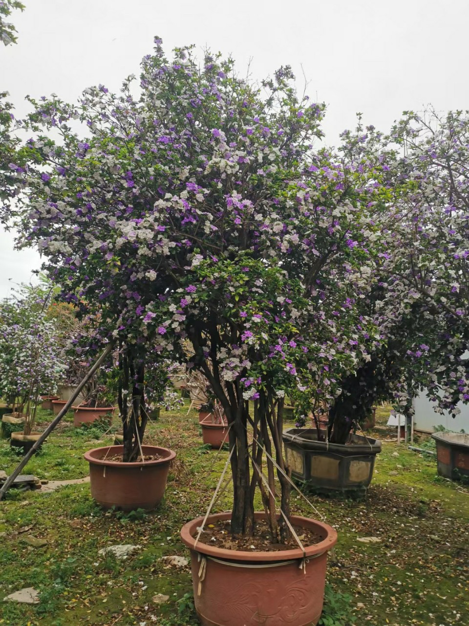 2204供应 老桩 双色茉莉 鸳鸯茉莉花 盆景 别墅 花园 庭院 浓香型