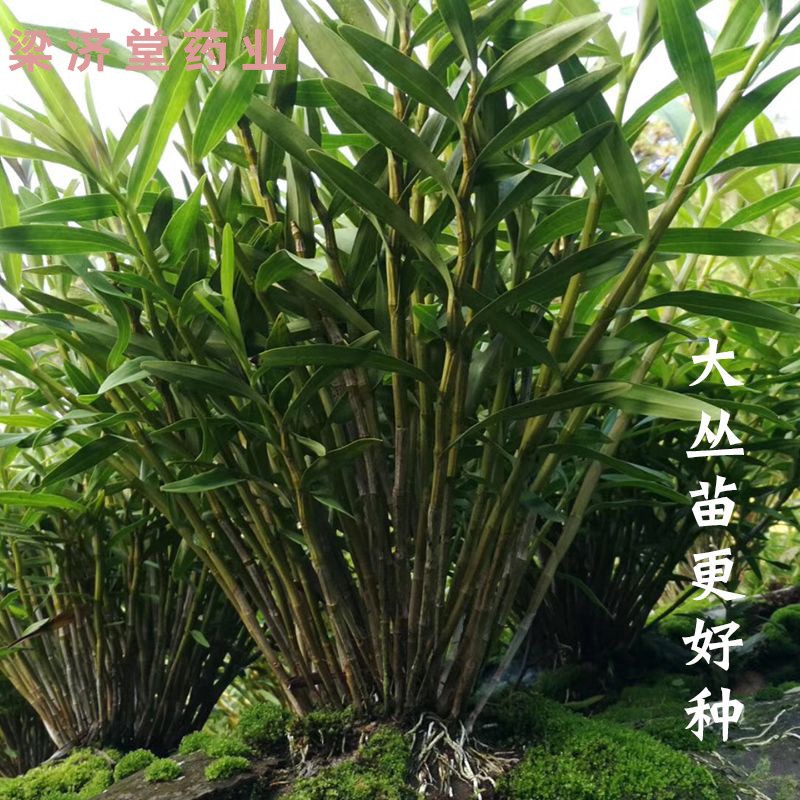 【包邮】四川夹江叠鞘石斛苗金钗石斛铁皮石斛鼓槌球花石斛兰盆栽