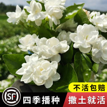 茉莉花种孑籽风车虎头白紫非洲茉莉花种子粒盆栽植物室内浓香四季