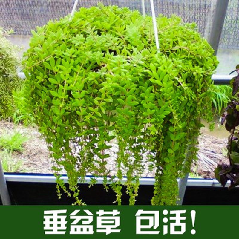 垂盆草盆栽可食用吊兰垂吊花卉盆栽绿植耐寒耐热耐旱四季常青好养