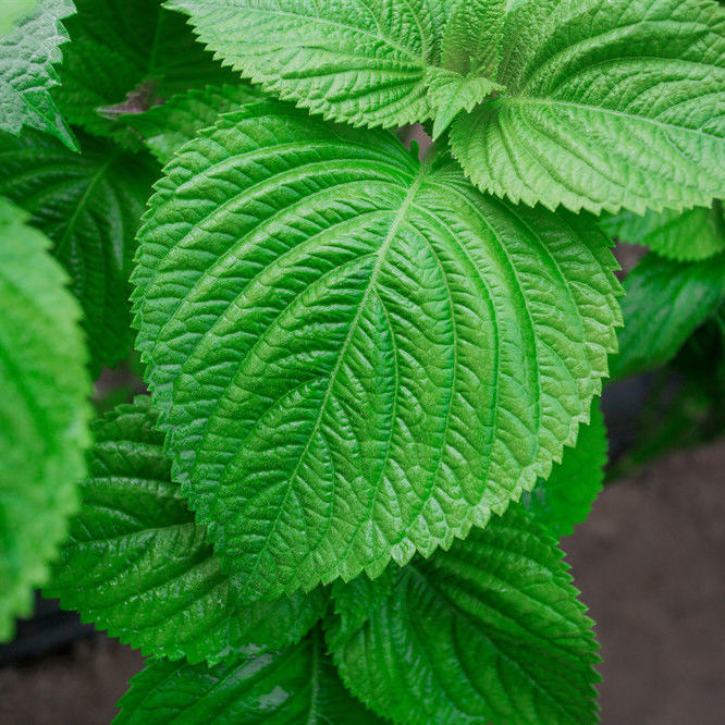 东北苏子叶烤肉包饭鲜苏叶紫苏叶食用绿色蔬菜当季叶菜蘸酱菜