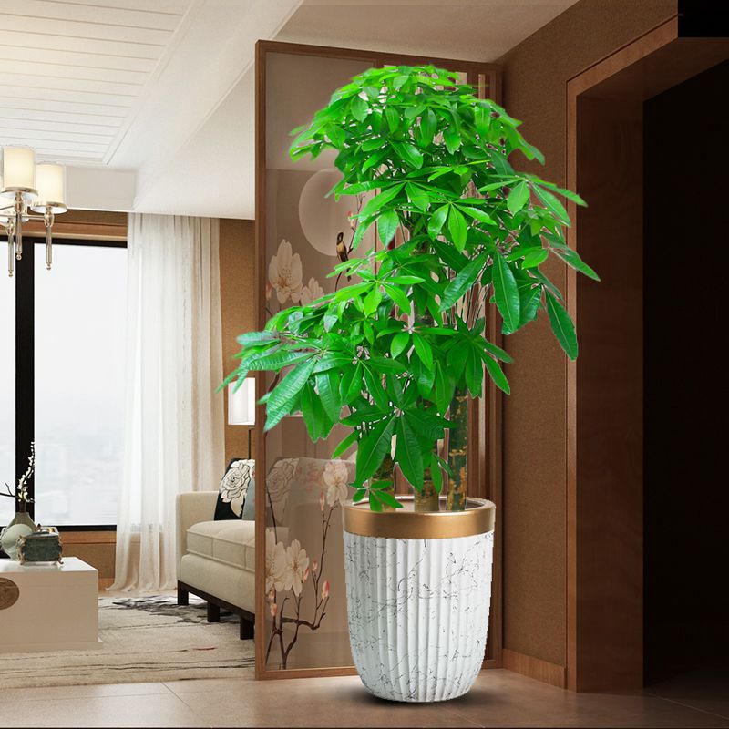 三杆步步高发财树盆栽室内客厅大型植物办公室绿植大棵三株同城