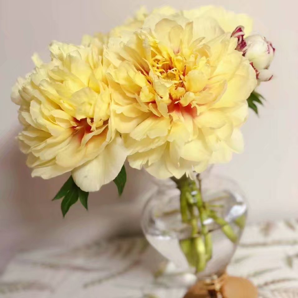 芍药鲜切花芍药鲜花菏泽牡丹基地自产自销手捧花家庭用花